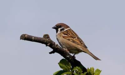 The Offended Sparrow