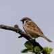 The Offended Sparrow