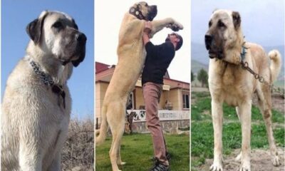 THE HISTORY OF KANGAL DOG IN OTTOMAN EMPIRE