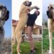 THE HISTORY OF KANGAL DOG IN OTTOMAN EMPIRE
