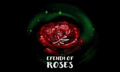 Efendi Of Roses
